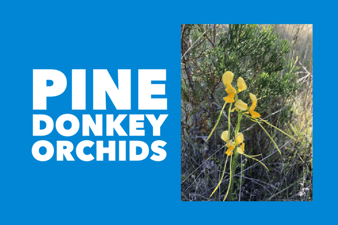 PINE DONKEY ORCHIDS - Save Our Woodlands